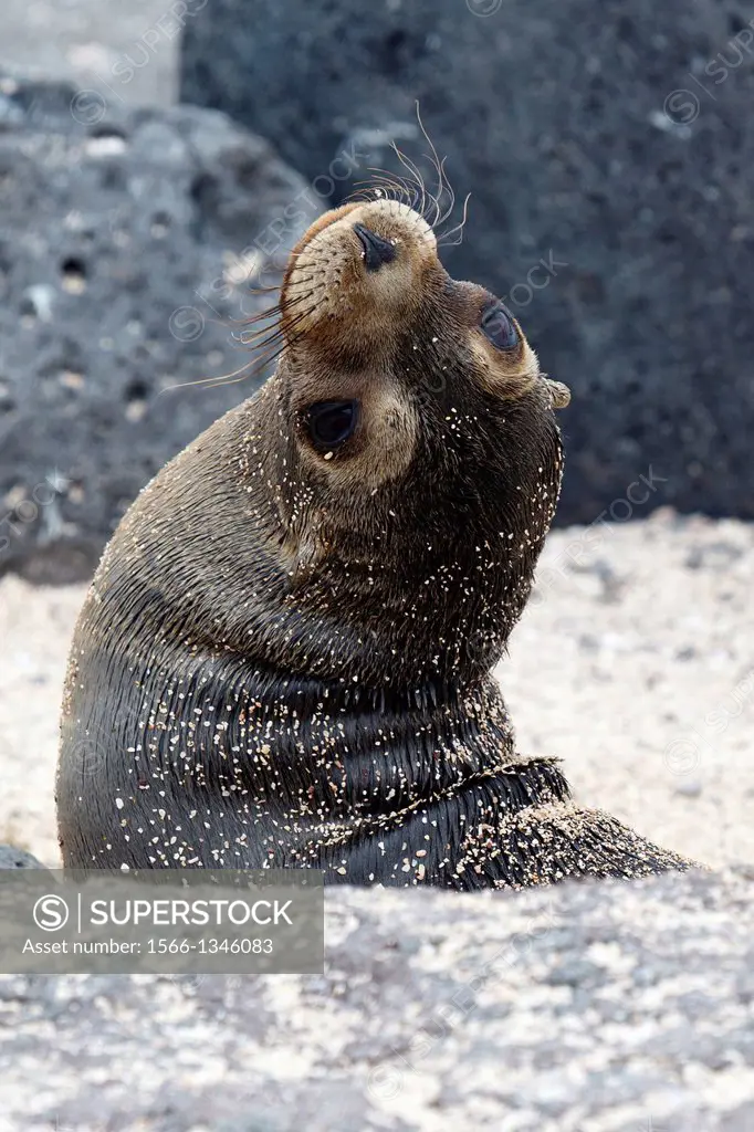 A juvenile Galapagos Sea Lion (Zalphus wollebacki), playing in the sand near the shore, Galapagos Islands National Park, North Seymour Island, Galapag...