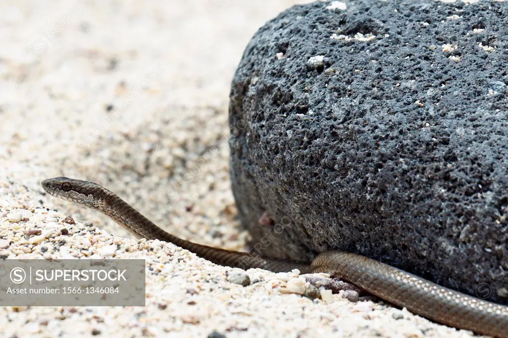 A Galapagos Snake (Alsophis dorsalis), against a lava rock and sand, Galapagos Islands National Park, North Seymour Island, Galapagos, Ecuador.