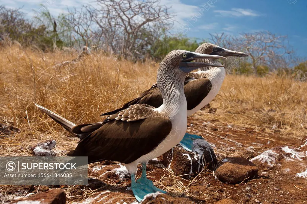 A pair of Blue-footed Booby (Sula nebouxii) seabirds standing next to each other, Galapagos Islands National Park, North Seymour Island, Galapagos, Ec...