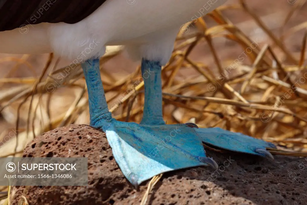Detailed view of the blue feed of a Blue-footed Booby (Sula nebouxii), Galapagos Islands National Park, North Seymour Island, Galapagos, Ecuador.