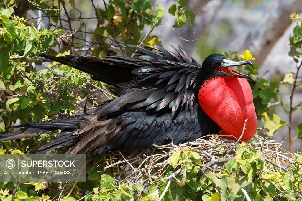 A male Magnificent Frigatebird (Fregata magnificent) displays his red sack while sitting on a nest Galapagos Islands National Park, North Seymour Isla...