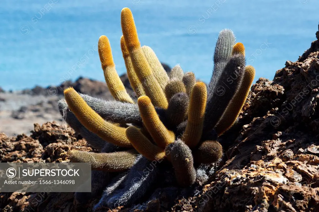 Lava cactus (Brachycereus nesioticus) growing on top of lava rock, Galapagos Islands National Park, Bartolome Island, Galapagos, Ecuador.