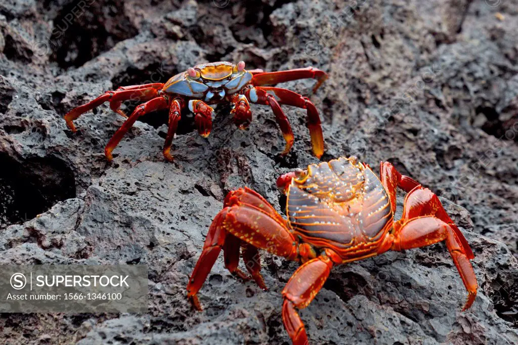 Two Sally Lightfoot Crabs (Graspus graspus) fighting for territory on lava rocks, Galapagos Islands National Park, Bartolome Island, Galapagos, Ecuado...