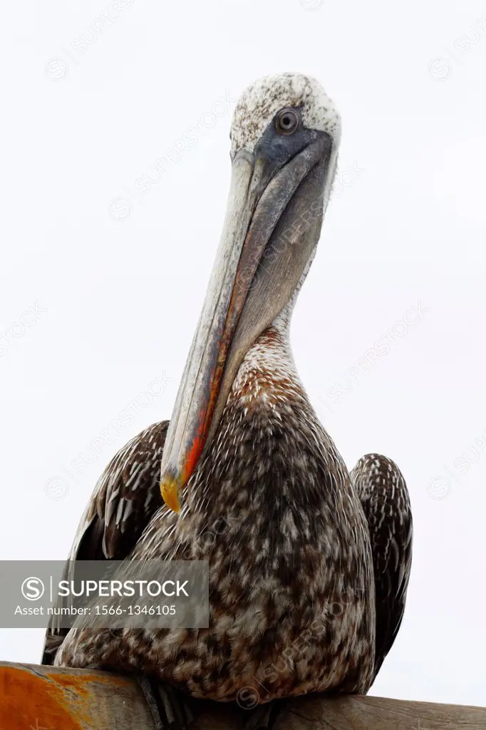 A Brown Pelican (Pelecanus occidentalis), Tortuga Bay, Galapagos Islands National Park, Santa Cruz Island, Galapagos, Ecuador.