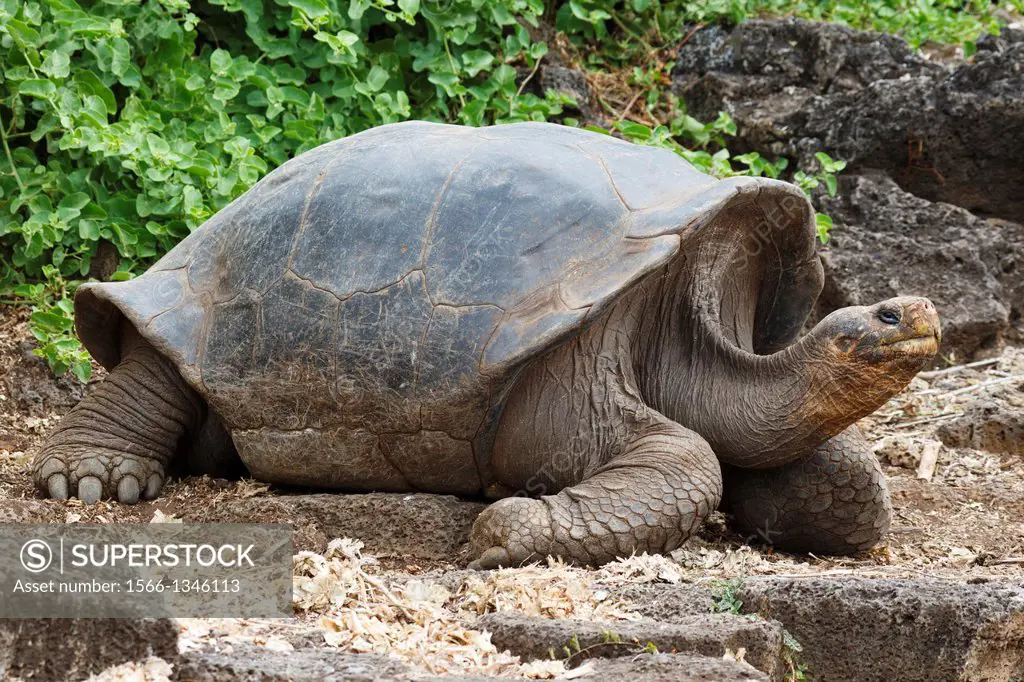 Galapagos giant tortoise (Chelonoidis nigra), Charles Darwin Research Station, Galapagos Islands National Park, Santa Cruz Island, Galapagos, Ecuador.