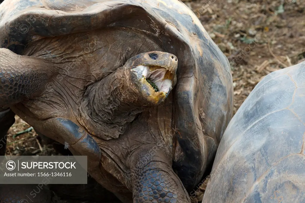 Galapagos giant tortoise (Chelonoidis nigra) with mouth opened, Charles Darwin Research Station, Galapagos Islands National Park, Santa Cruz Island, G...