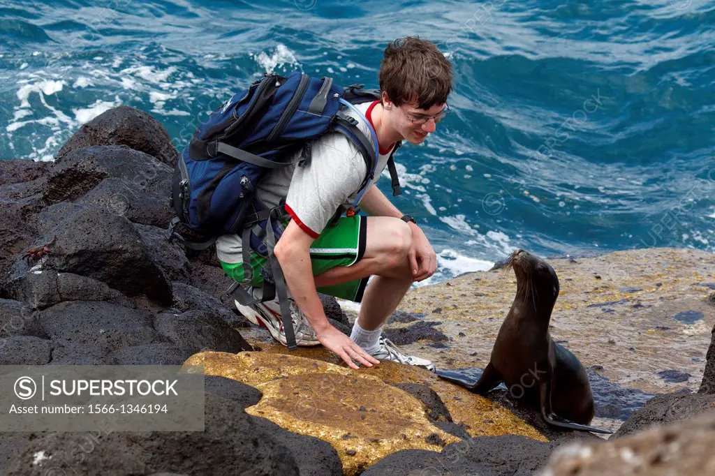 A male teenager watches a juvenile Galapagos Sea Lion (Zalphus wollebacki) along a boat landing with lava rocks and ocean in the background, Galapagos...