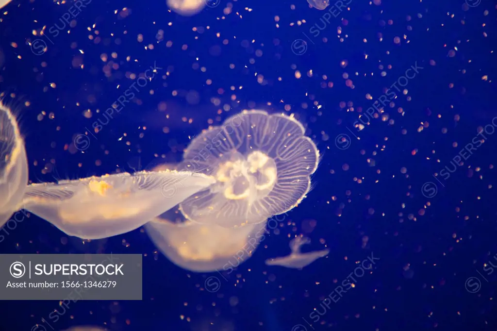 Colorful and glowing sea nettle jellyfish swimming