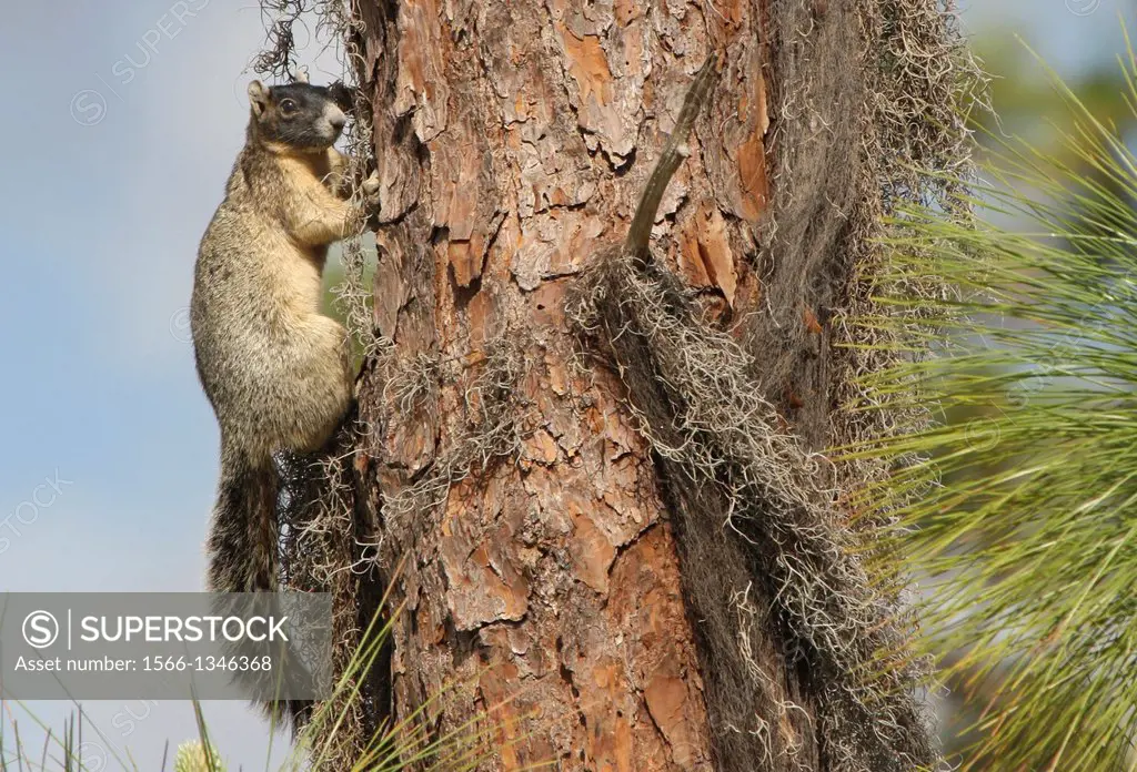 Sherman's Fox Squirrel on pine tree, Florida, USA.
