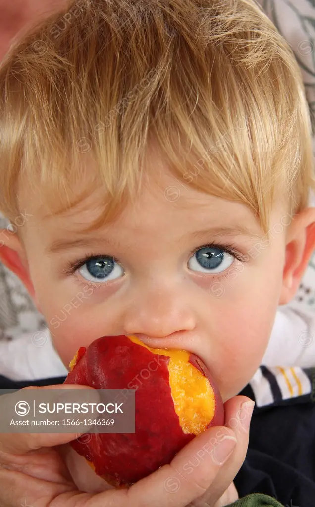 Toddler boy eating peach, Florida, USA.