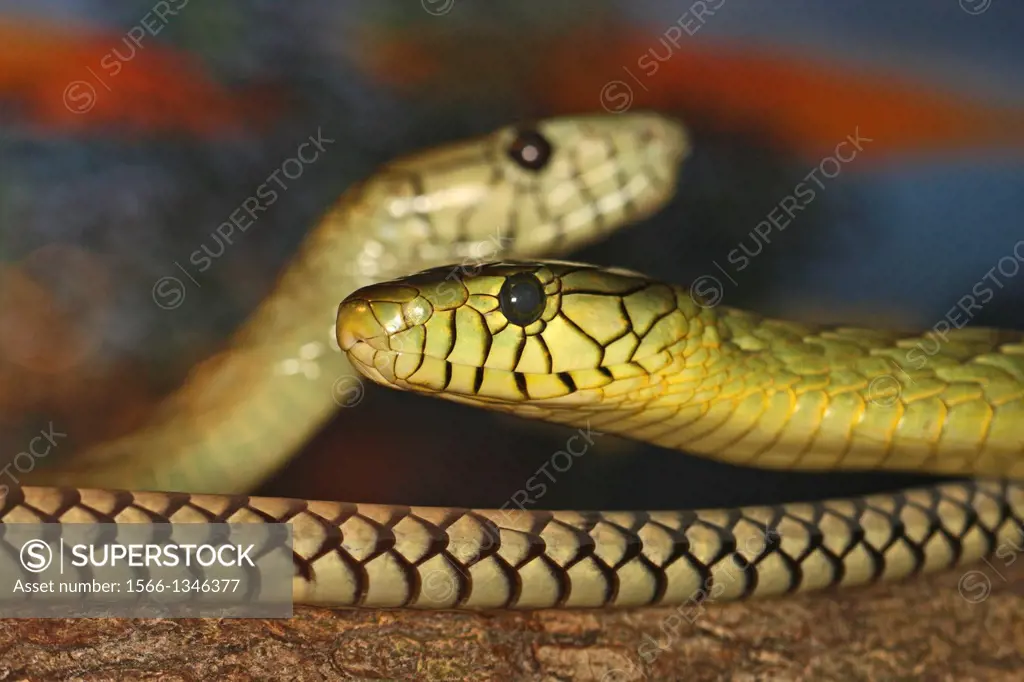 Two West African green mambas, captive, Florida, USA.