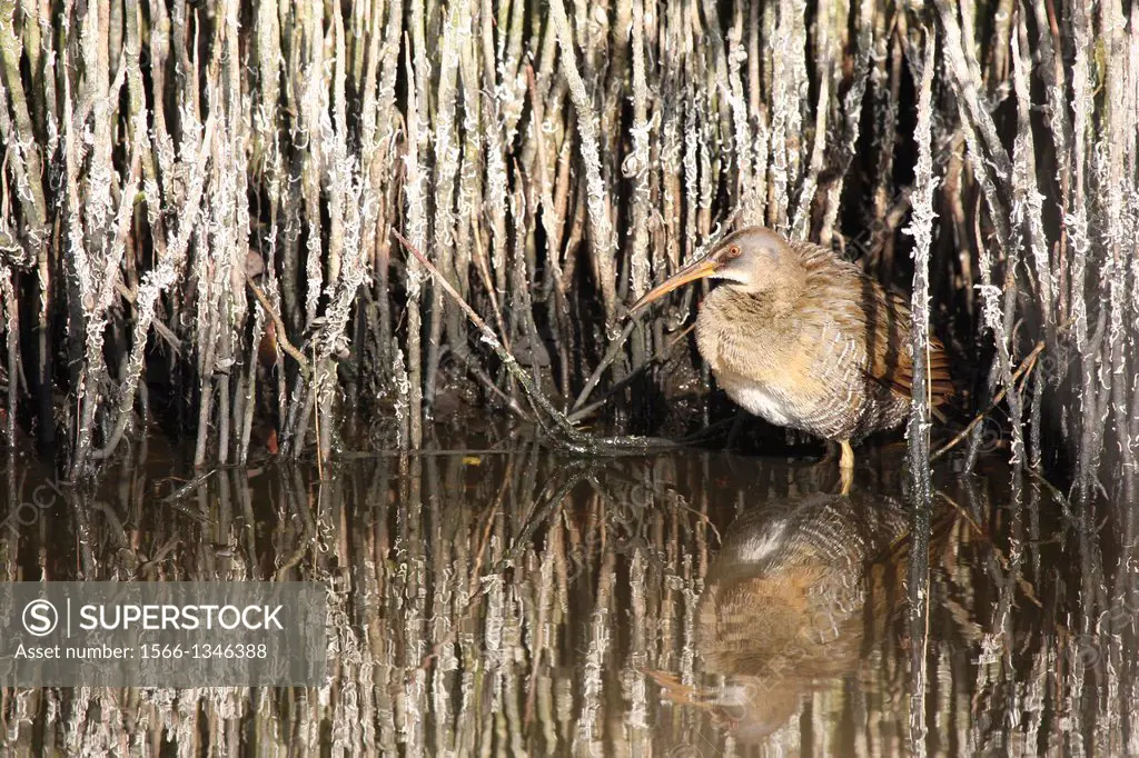 A clapper rail pauses among the pneumataphores (roots) of the black mangrove on the Merritt Island National Wildlife Refuge in Titusville, Florida. Ra...