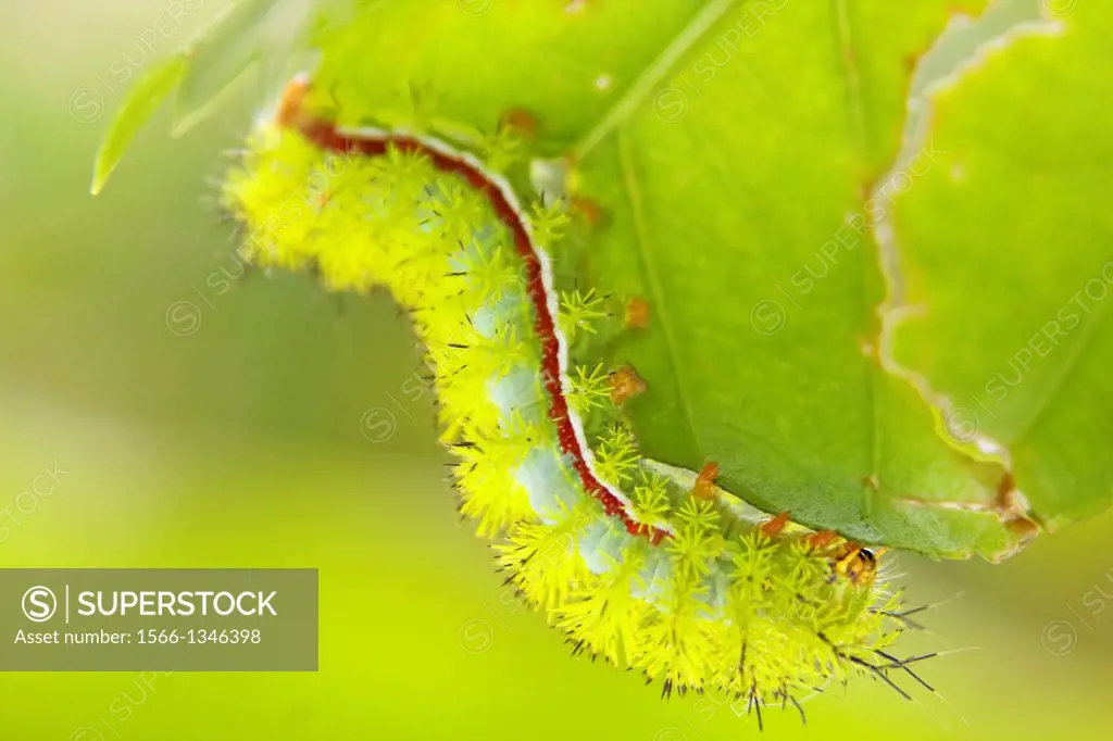 Io moth caterpillar eating hibiscus leaf, Florida, USA.