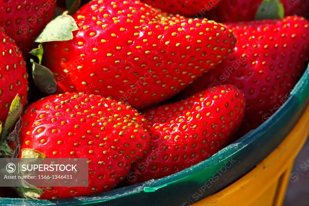 Basket of ripe strawberries at farmers market, Florida, USA.