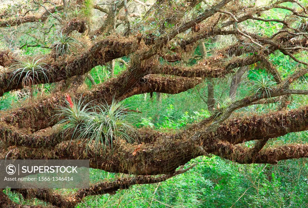 Epiphytes (air plants) growing in moss-covered oak trees, Florida, USA.