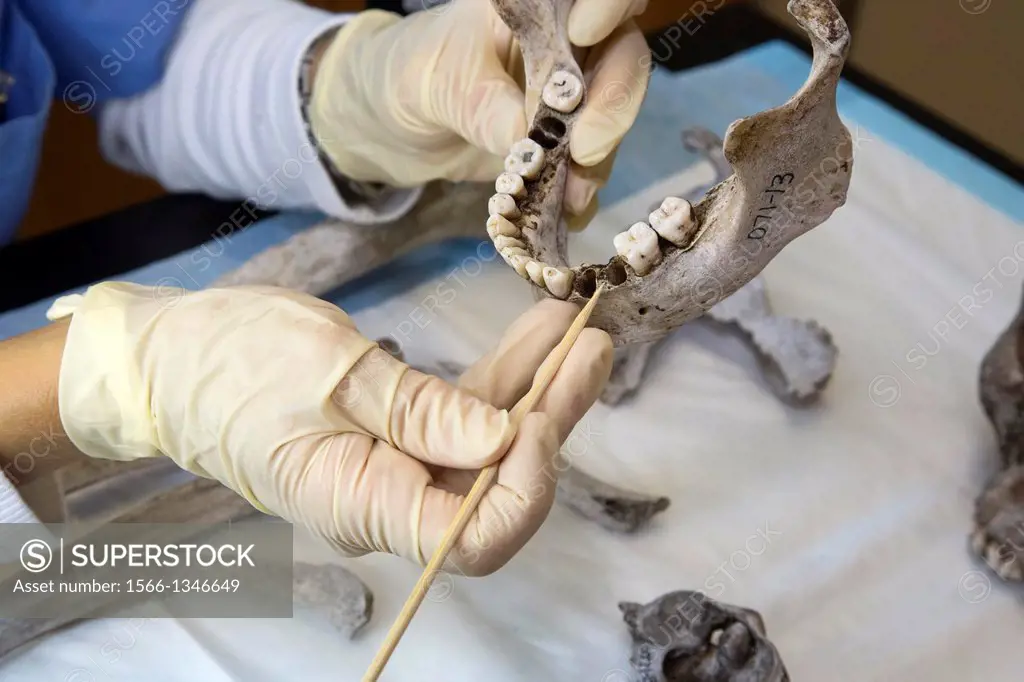 Waco, Texas - Forensic scientist Dr. Lori Baker and her students at Baylor University work to identify the remains of unidentified migrants who died t...