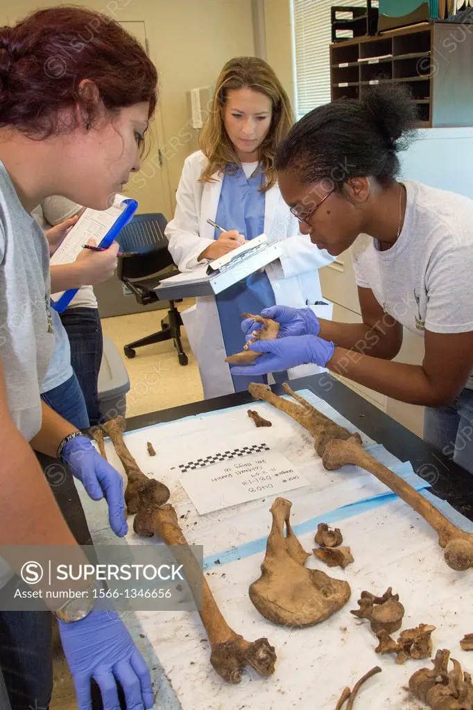 Waco, Texas - Forensic scientist Dr. Lori Baker (center) and her students at Baylor University work to identify the remains of unidentified migrants w...