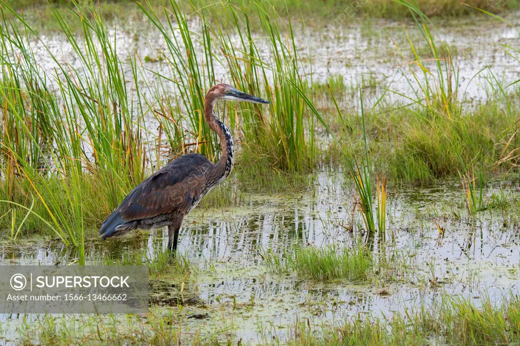 A Goliath heron (Ardea goliath) is fishing for food in a swamp in Amboseli National Park, Kenya.