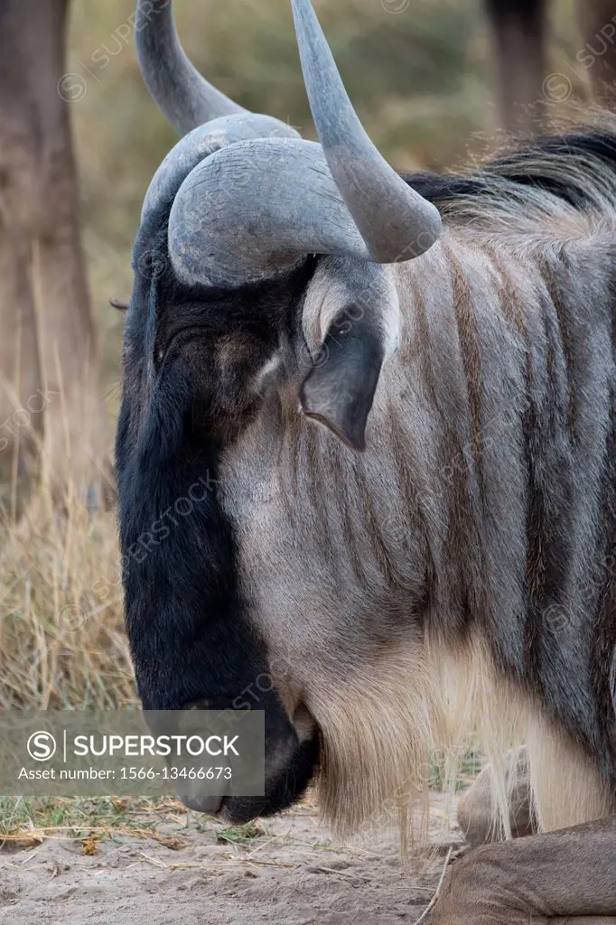 Close-up of a Wildebeest in Amboseli National Park, Kenya.