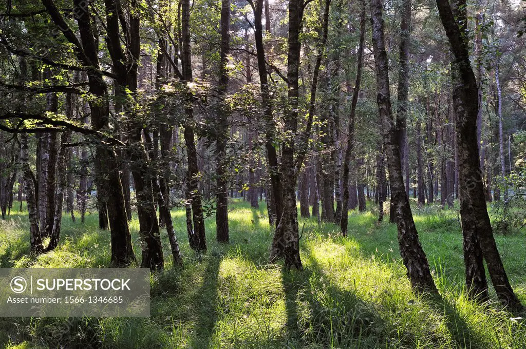 bois de bouleaux en Foret de Rambouillet,departement des Yvelines,region Ile de France,France,Europe/birch tree wood in the Forest of Rambouillet,Yvel...