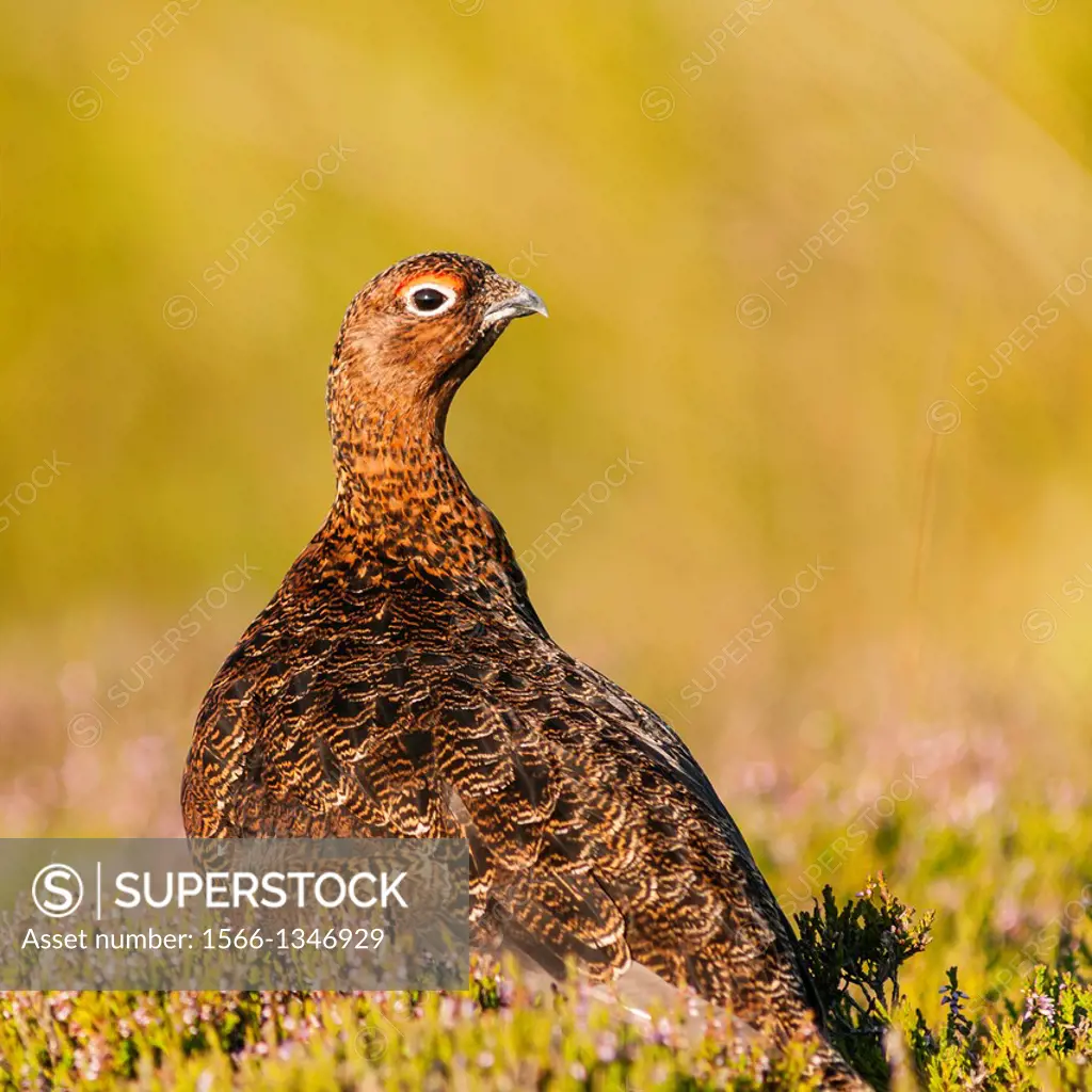 A Red Grouse ( Lagopus lagopus scoticus ) a few days before the grouse shooting season begins ( the glorious 12th of August ) in moorland, Yorkshire D...