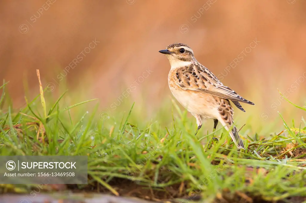 Female Whinchat (Saxicola rubetra) a small migratory passerine bird that breeds in Europe and western Asia and winters in Africa. Photographed in Ein ...