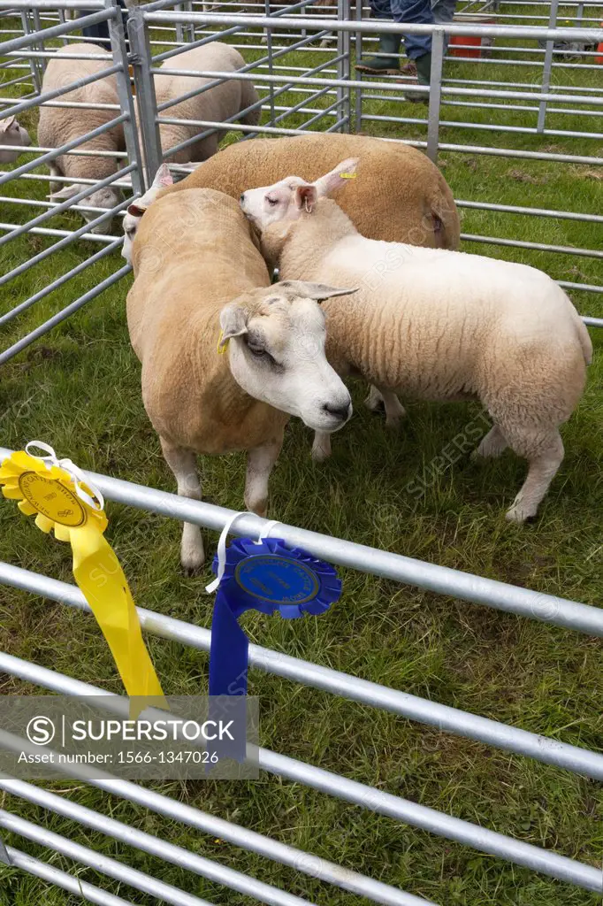 Prizewinning sheep at a country fair, near Galston, Ayrshire, Scotland, UK.