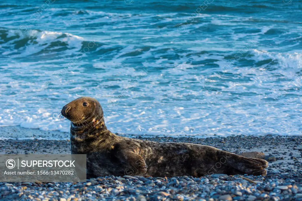 Grey Seal, Halichoerus grypus, Male on the Beach, Europe.