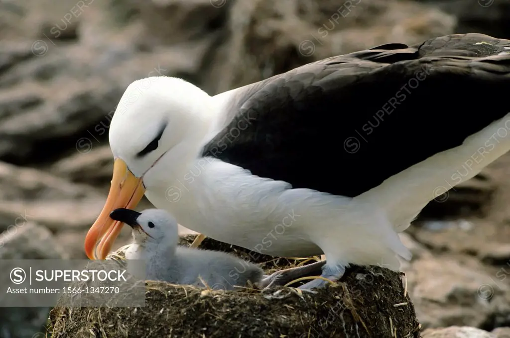 FALKLAND ISLAND, WESTPOINT IS BLACK-BROWED ALBATROSS WITH CHICK BEGGING FOR FOOD.