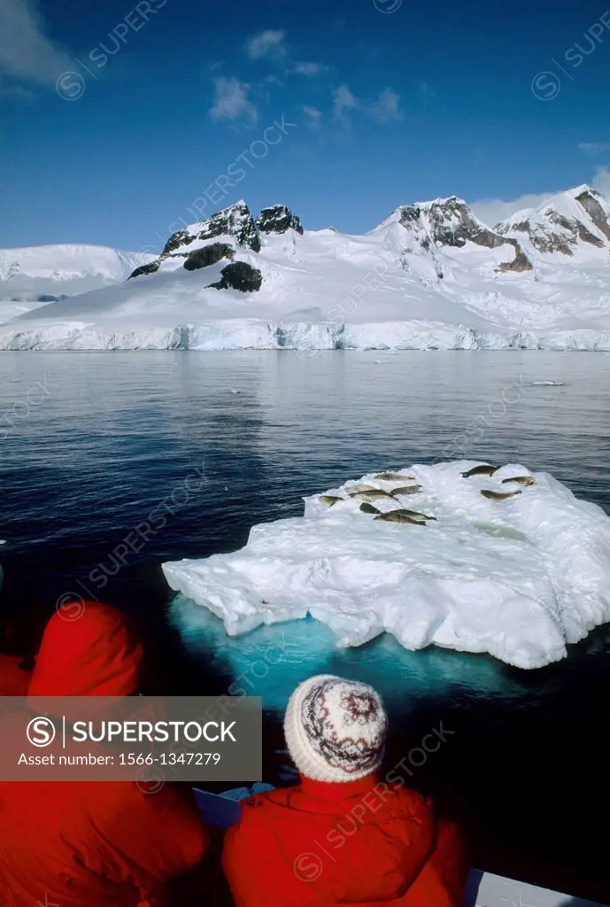 ANTARCTIC PENINSULA, CHARLOTTE BAY,TOURISTS ON SHIP,WATCHING CRABEATER SEALS ON ICE FLOE.
