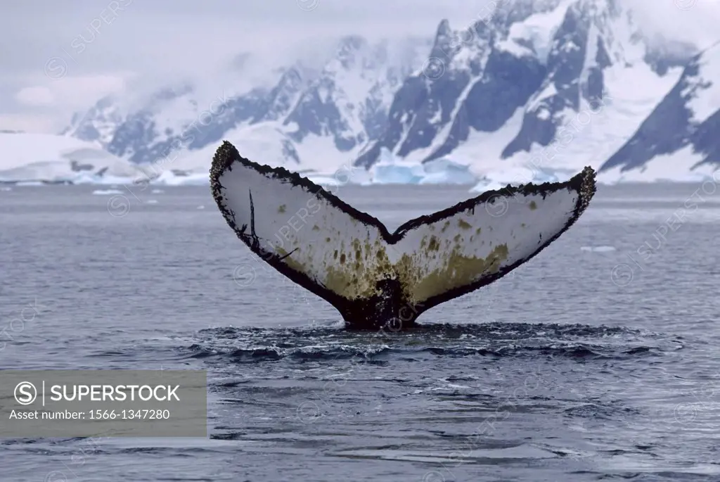ANTARCTIC PENINSULA, ARGENTINE ISLANDS, HUMPBACK WHALE, DIVING SEQUENCE.