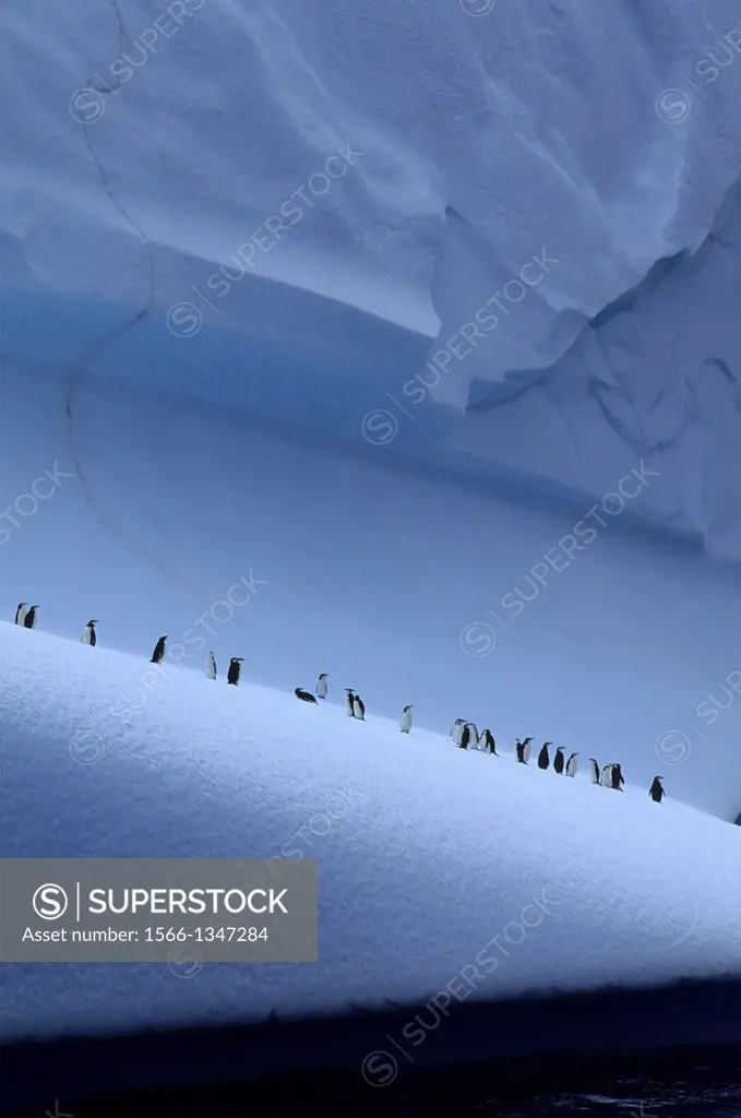 ANTARCTICA, SOUTH ORKNEY ISLANDS, CHINSTRAP PENGUINS ON ICEBERG.