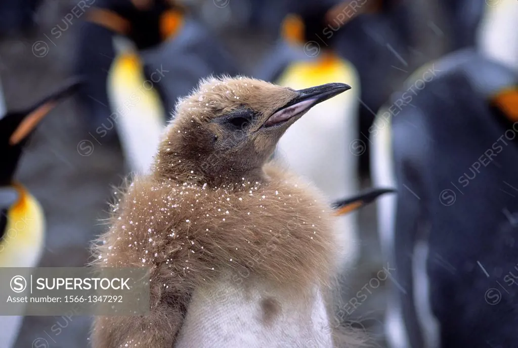 SOUTH GEORGIA, SALISBURY PLAIN, KING PENGUIN COLONY, CHICK ABOUT 10 MONTHS OLD, SNOW.