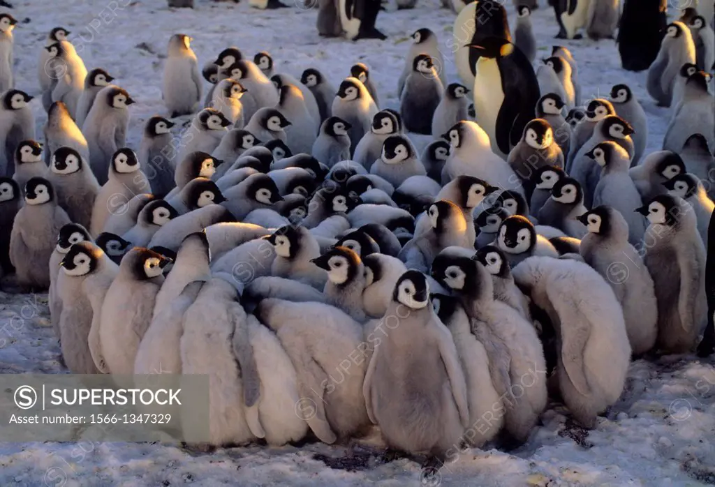 ANTARCTICA, ATKA ICEPORT, EMPEROR PENGUIN COLONY, CHICKS IN CRECHE, HUDDLING TO STAY WARM.