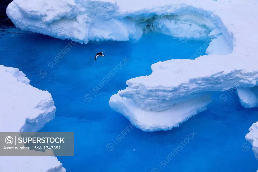 ANTARCTICA, SOUTH ORKNEY ISLAND, ANTARCTIC PETREL IN FLIGHT OVER PACK ICE.