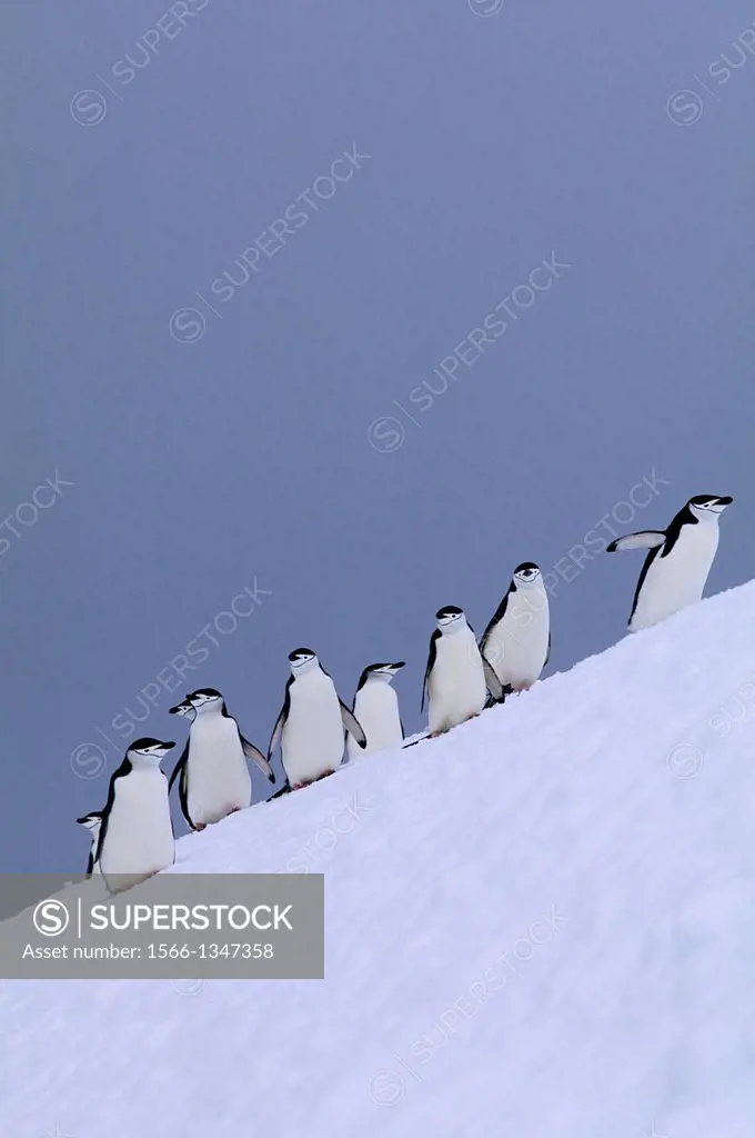SO.SANDWICH IS., CANDLEMAS IS., CHINSTRAP PENGUINS ON STEEP SLOPE.
