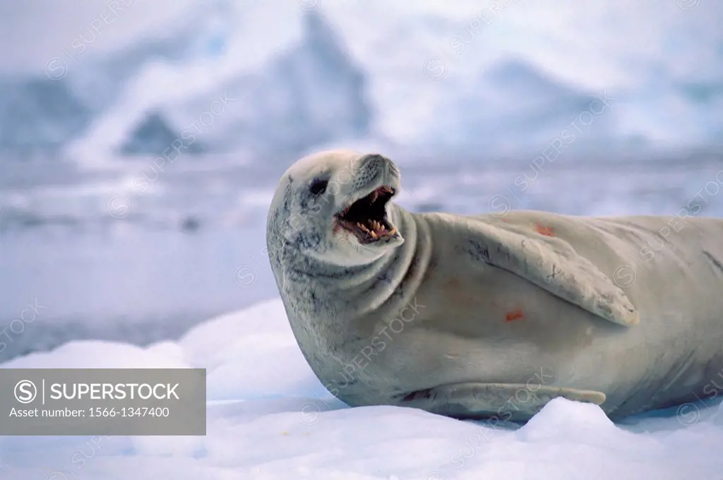 ANTARCTICA, NEKO HARBOR, CRABEATER SEAL ON ICEFLOE.
