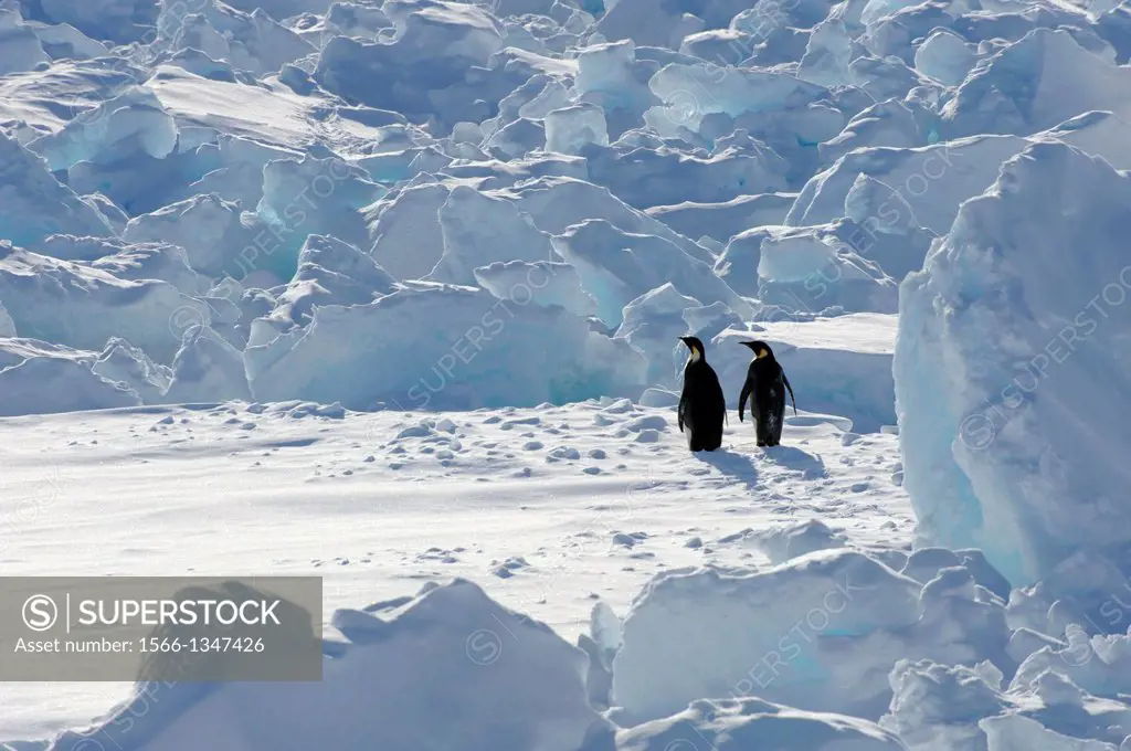 ANTARCTICA, WEDDELL SEA, SNOW HILL ISLAND, TWO EMPEROR PENGUIN Aptenodytes forsteri IN PACK ICE.