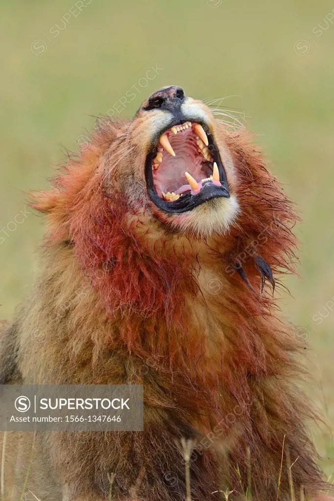 Mane lion (Panthera leo) with bloody mane |