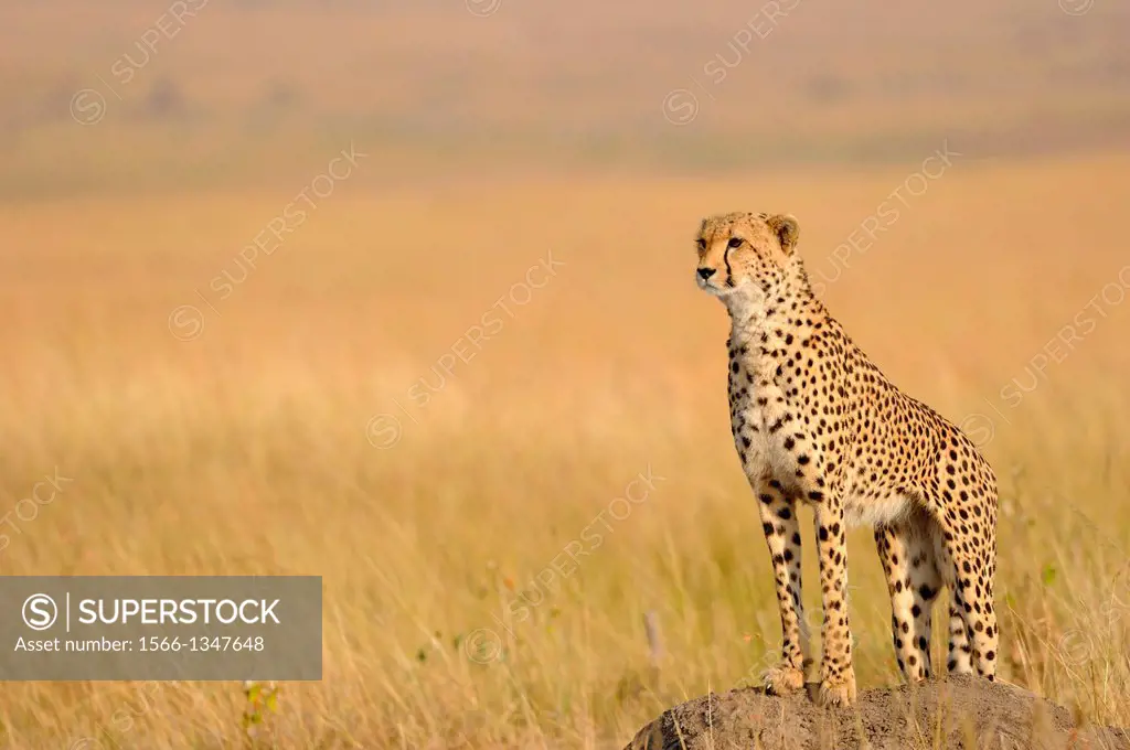  Cheetah (Acinonyx jubatus) on a termite mound in steppe grass. Masai Mara Preserve. Kenya