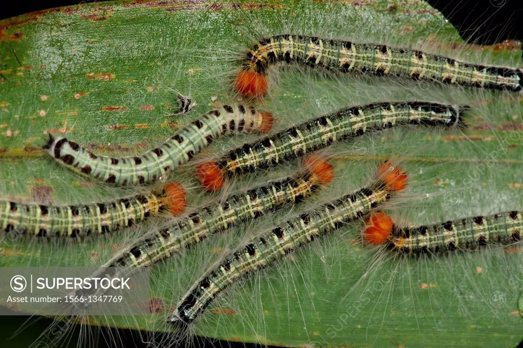 Caterpillar on the run
