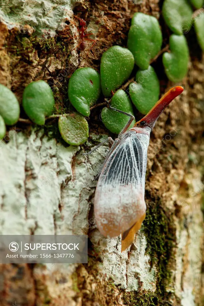 Lantern bug Pyrops sultana, gunung gading national park, lundu, sarawak, Malaysia