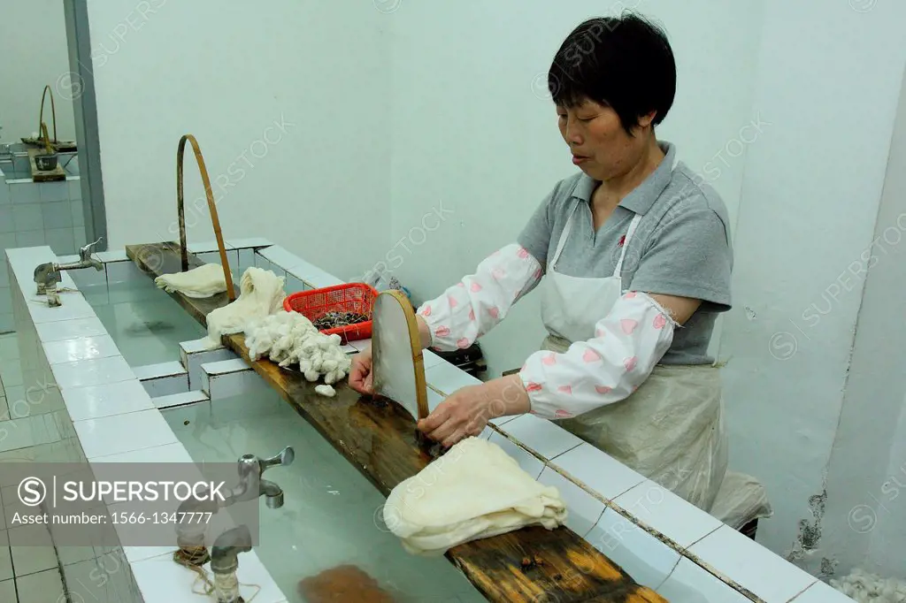 Women at work enlarging raw silk cocoons to make cocoons quilts in a silk spinning mill, Suzhou, china