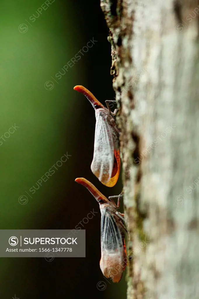Lantern bug Pyrops sultana, gunung gading national park, lundu, sarawak, Malaysia