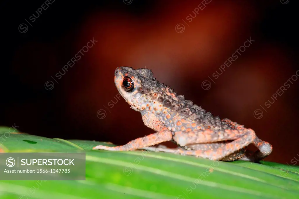 Frog of borneo, gading national park, sarawak, malaysia, borneo