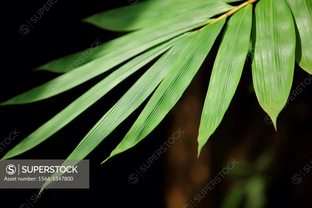 Bamboo leave, asian