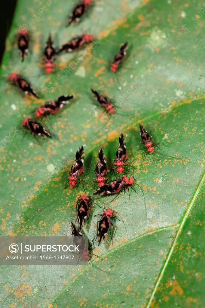 New born bugs, asia