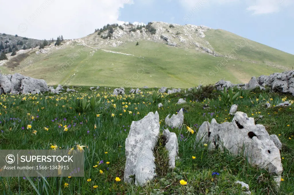 Narcissus and crocus at the mountain of the Charmant Som, Chartreuse, Isère, Rhône-Alpes, France, Europe