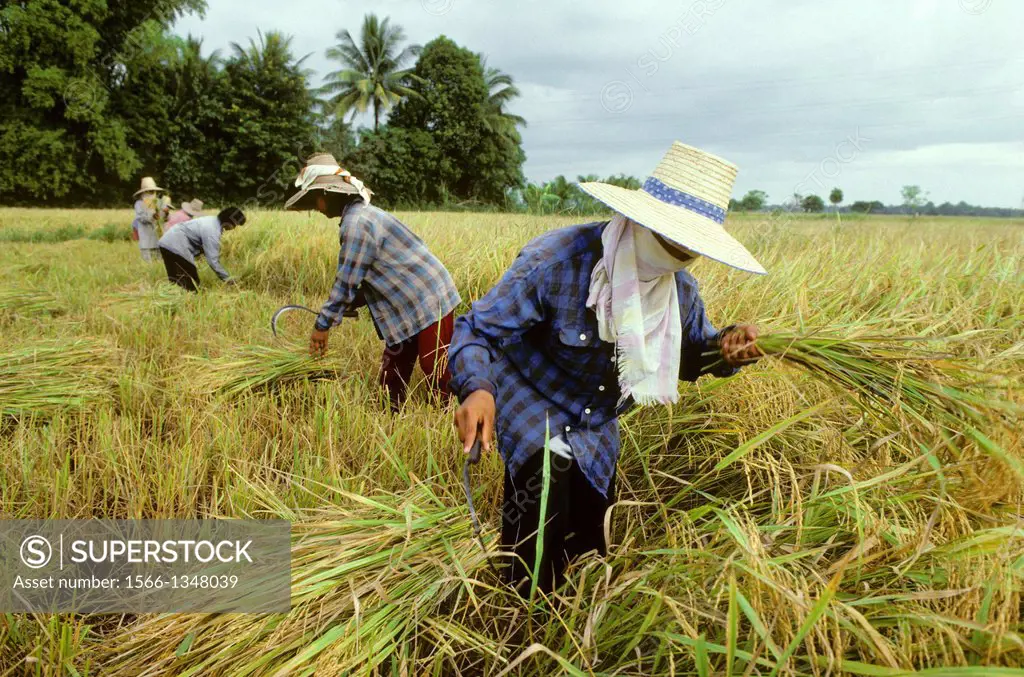 THAILAND, CENTRAL PLAINS, NEAR SUKOTHAI, FARMERS HARVESTING RICE.