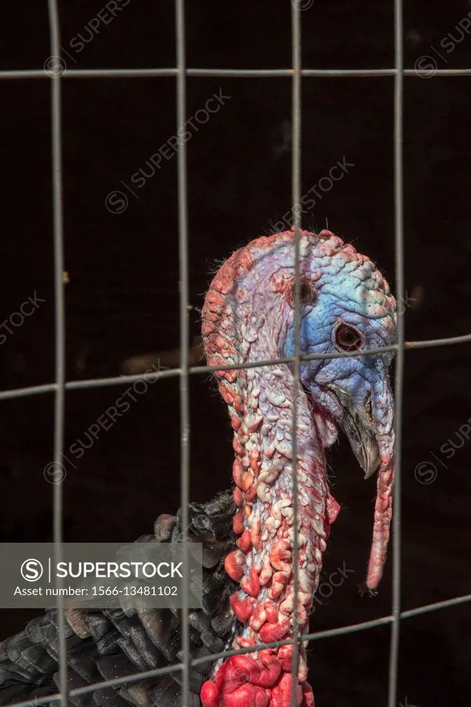 Thoreau, New Mexico - A turkey raised in a pen by a family on the Navajo reservation.
